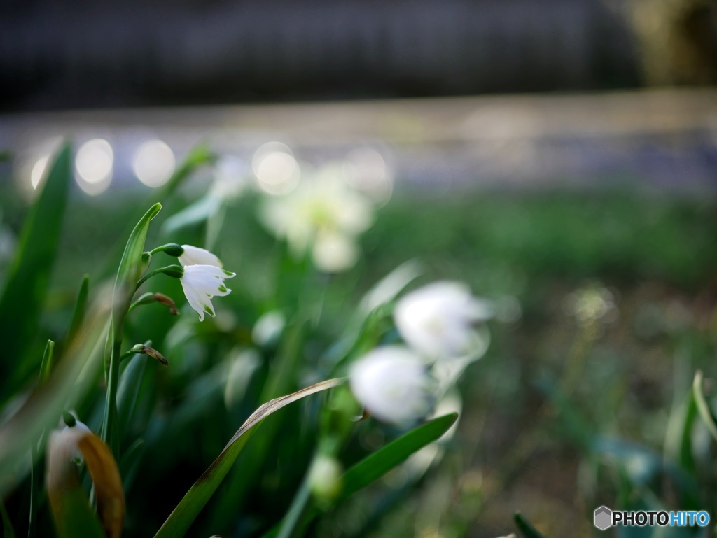 庭の花撮りました⑥