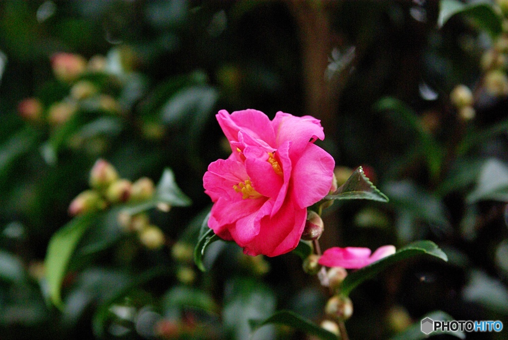 山茶花
