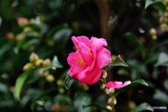 山茶花