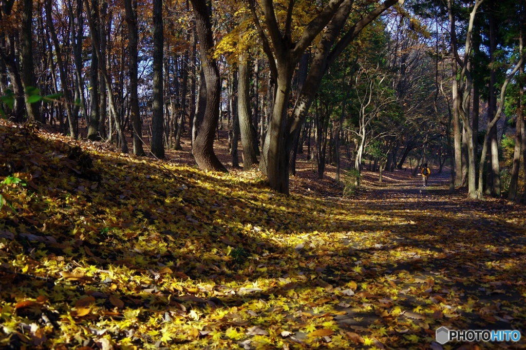 落葉の遊歩道