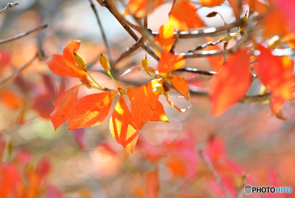 ドウダンツツジの紅葉