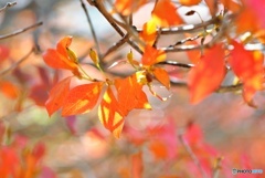 ドウダンツツジの紅葉