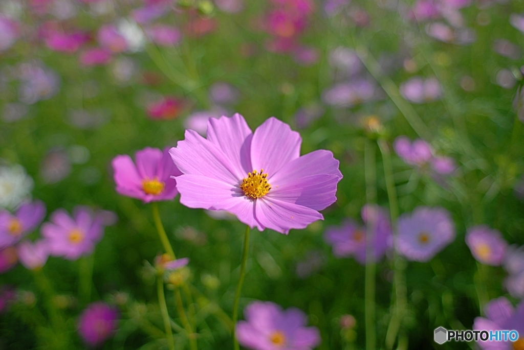 NikonD200のちから