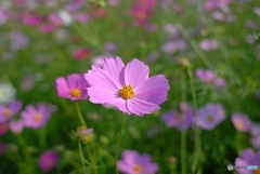 NikonD200のちから