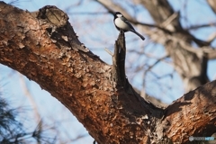 シジュウカラ