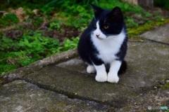 白い靴下を履いた猫