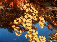 観音沼森林公園⑤