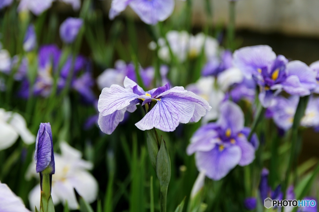 花菖蒲