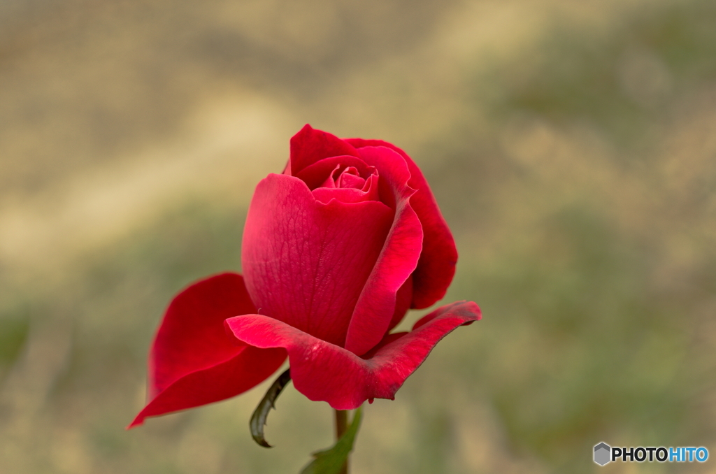 薔薇