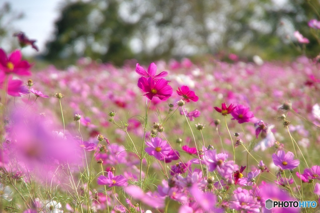 秋桜