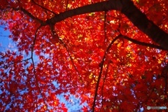 紅