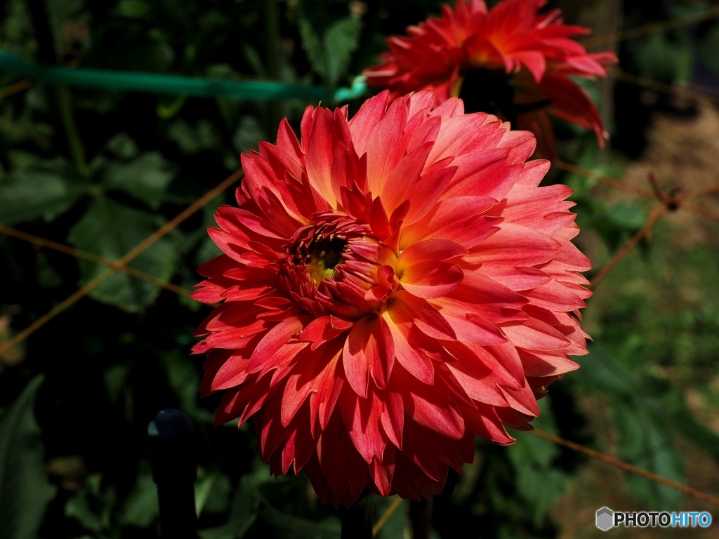 夏の花
