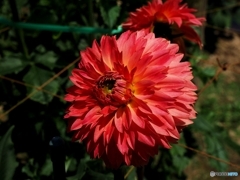 夏の花