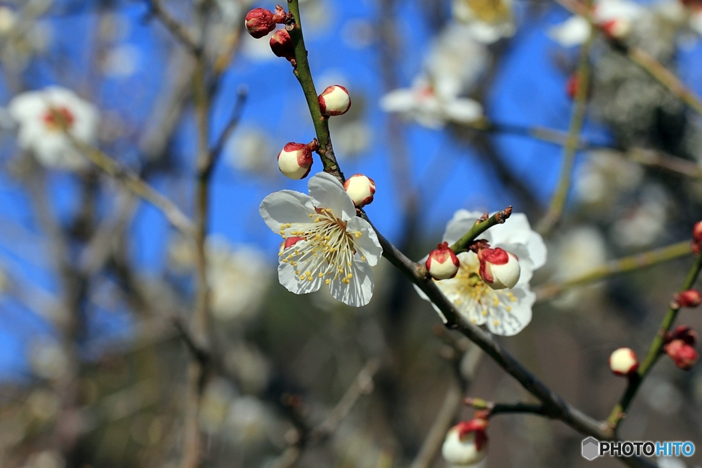 佐野市梅林公園