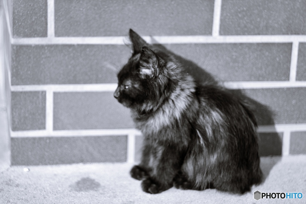 マフラーしてる⁇