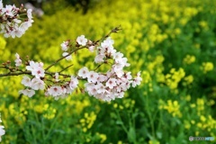 桜と菜の花