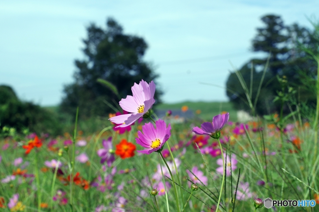 風に吹かれて行こう