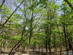新緑のもり