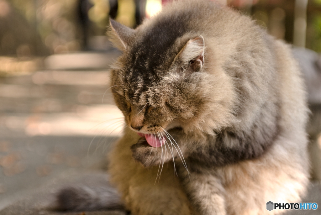 ねこ撮り