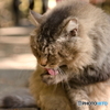 ねこ撮り