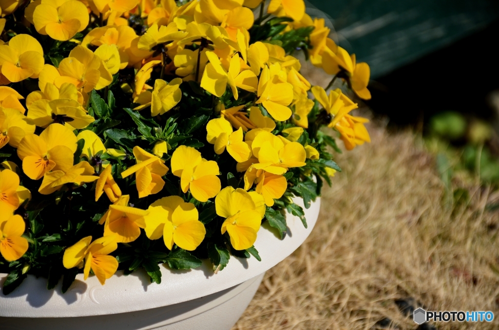 FlowerPot