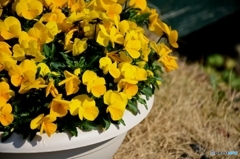 FlowerPot