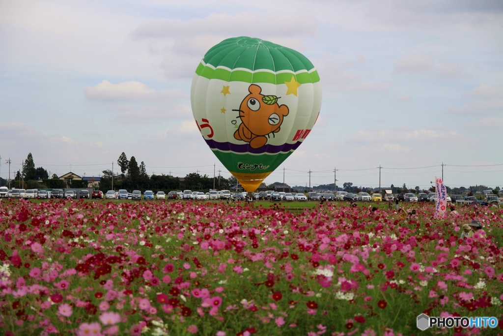 羽生市、コスモス祭り