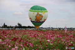 羽生市、コスモス祭り