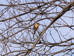 野鳥（モズ）