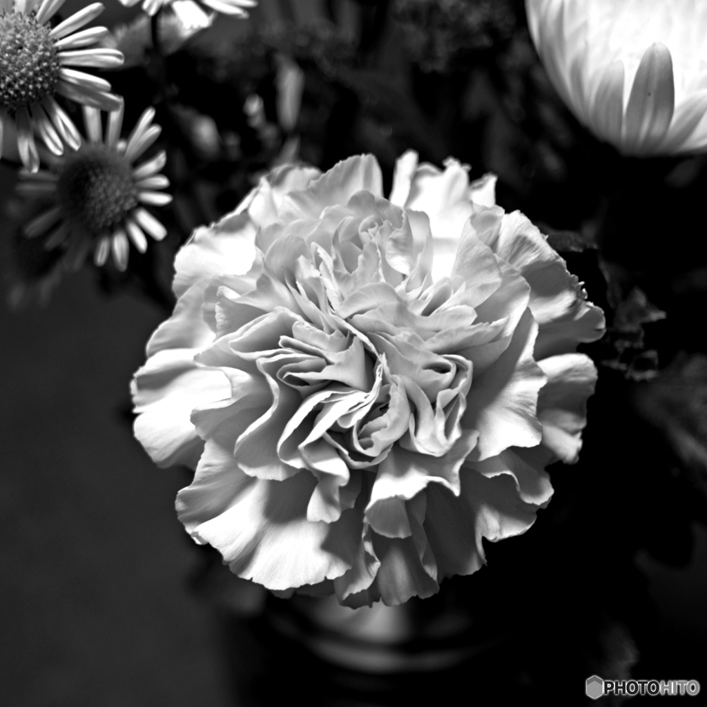 リケノンで撮る花