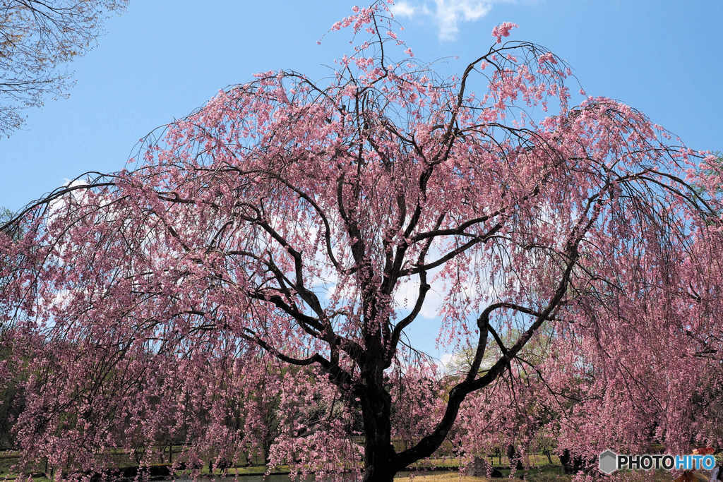 枝垂れ桜
