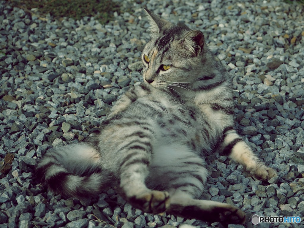 ねこ