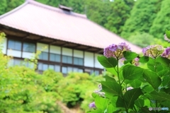 あじさいの古刹