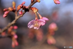 さくら開花