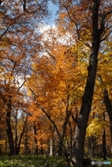 黄金の森②