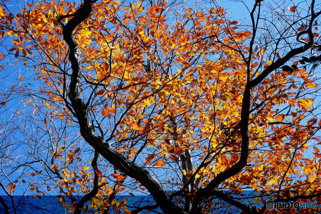 紅葉