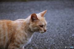 野良の威厳