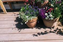 足利フラワーパーク