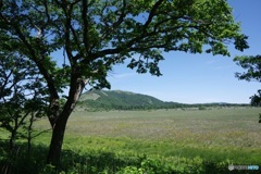 八島湿原（天然記念物）