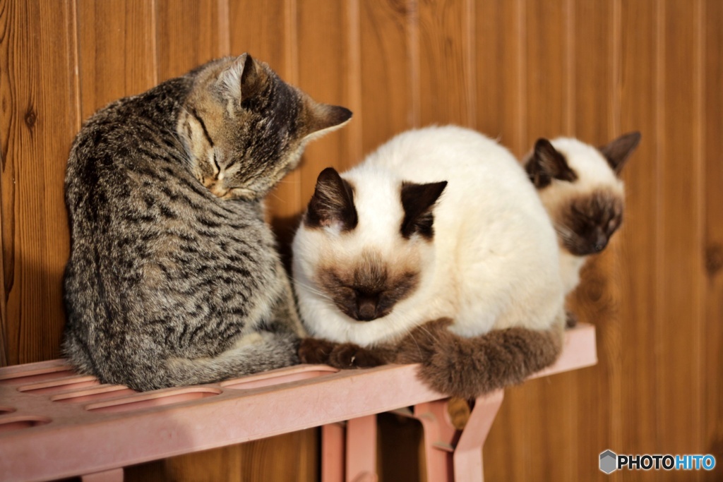 ねこ姉妹②