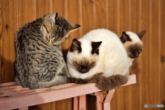 ねこ姉妹②