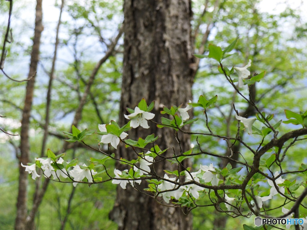 新緑の日光を行く③