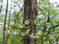 新緑の日光を行く③