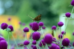 花と蝶