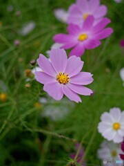 花言葉「乙女の純潔」