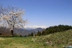 桜②
