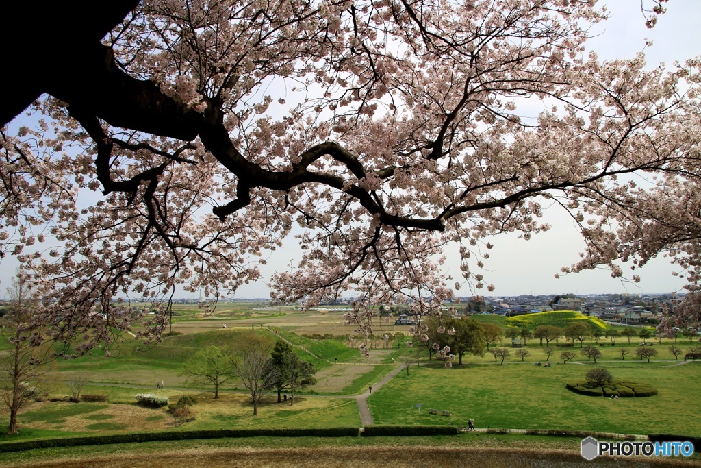 さきたま古墳公園⑧