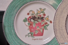 WEDGWOOD