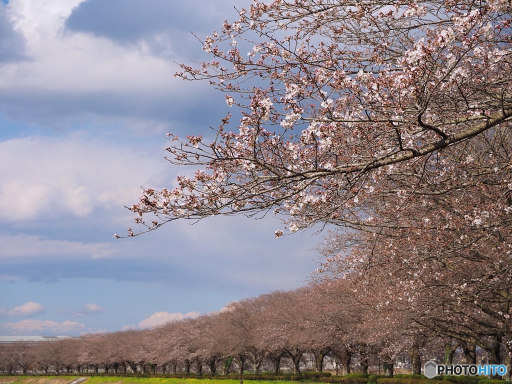 桜並木②