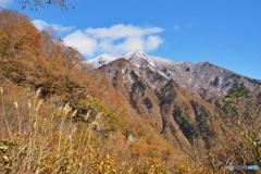 雪山と紅葉③